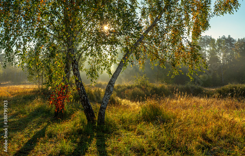 Nice autumn morning with sunbeams. Walk in nature. Landscape.