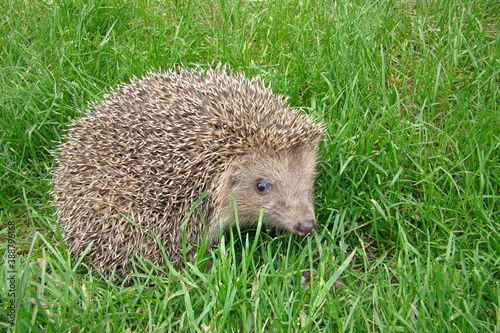 Hedgehog.
Hedgehog curling up into a ball.
Hedgehog on grass in the garden. European hedgehog (Erinaceus europaeus). delightful summer scene. animal is looking forward.
mammal, wild nature, wildlife