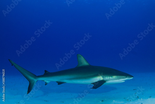 An impressive sized reef shark cruising along the reef in the Cayman Islands © drew