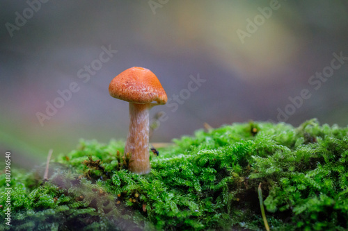 ein kleiner Pilz im Wald
