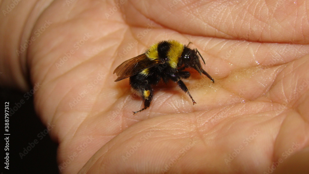 exotic veterinarian helping a bumblebee.
Bumblebee drinking a sugar solution on my hand.
wildlife vet.
veterinarian medicine.
wild nature, wildlife.
Close up of insect.
bee, bees, bumblebees, insects exotic veterinarian helping a bumblebee.
Bumblebee drinking a sugar solution on my hand.
wildlife vet.
veterinarian medicine.
wild nature, wildlife.
Close up of insect.
bee, bees, bumblebees, insects