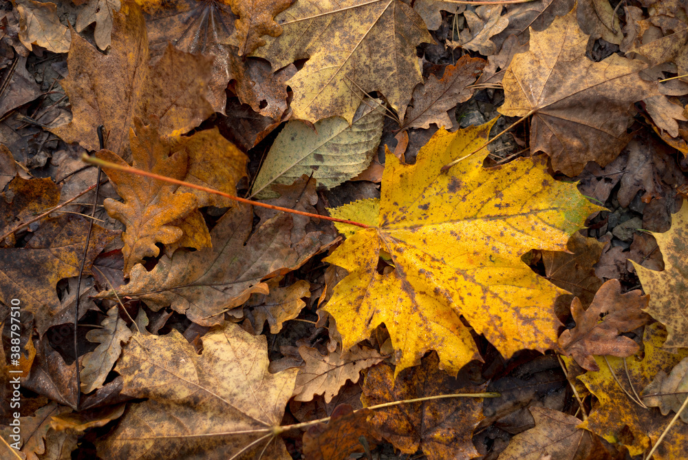 falling autumn leaves in the forest falling autumn leaves in the forest