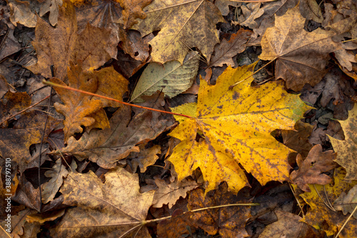 falling autumn leaves in the forest © RafalDlugosz