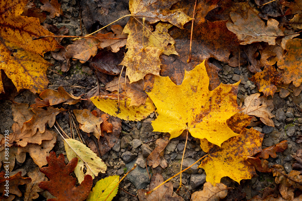 falling autumn leaves in the forest falling autumn leaves in the forest