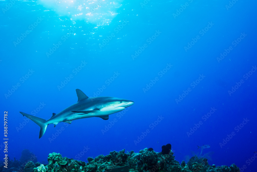 Fototapeta premium An impressive sized reef shark cruising along the reef in the Cayman Islands