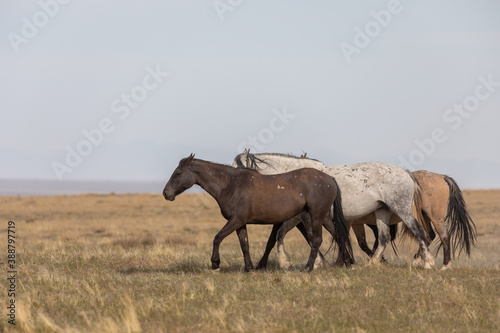 Wild horses in the Utah Desert in Spring