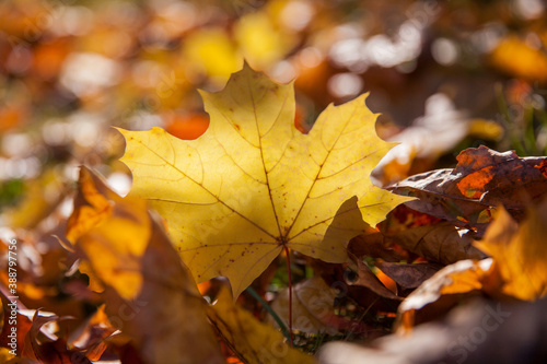 autumn leaves on the ground