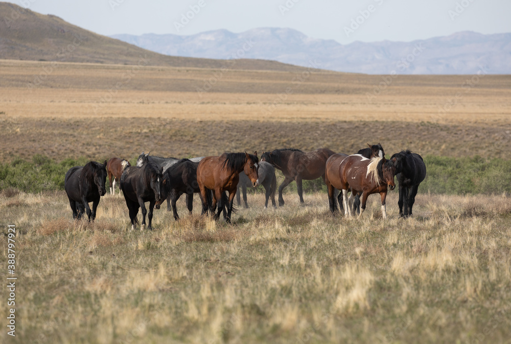 Wild horses in the Utah Desert in Spring Wild horses in the Utah Desert in Spring