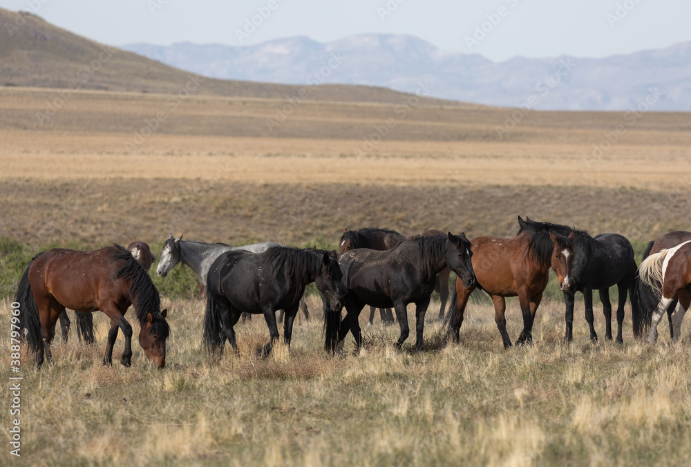 Wild horses in the Utah Desert in Spring Wild horses in the Utah Desert in Spring