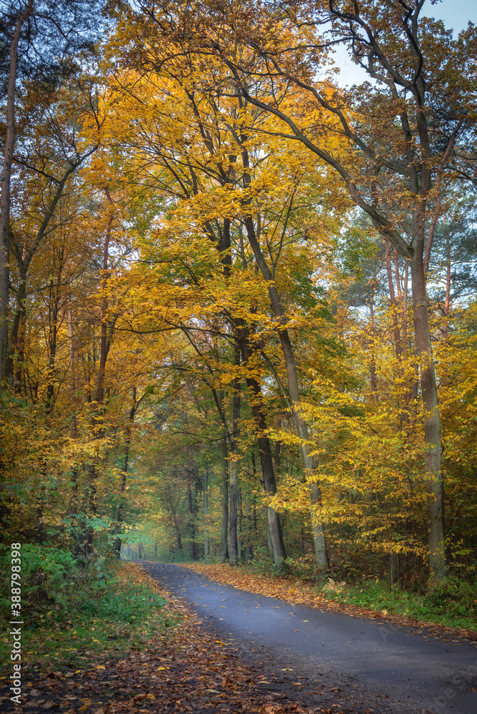 road in a beautiful colorful autumn forest