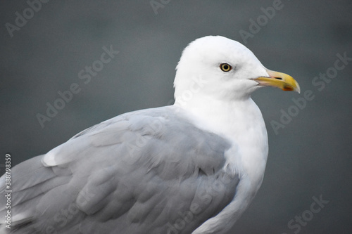 Closeup of a seagull
