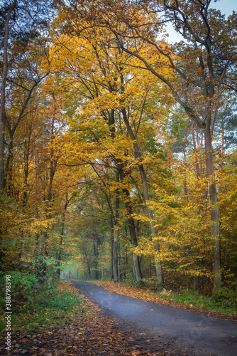 road in a beautiful colorful autumn forest © RafalDlugosz