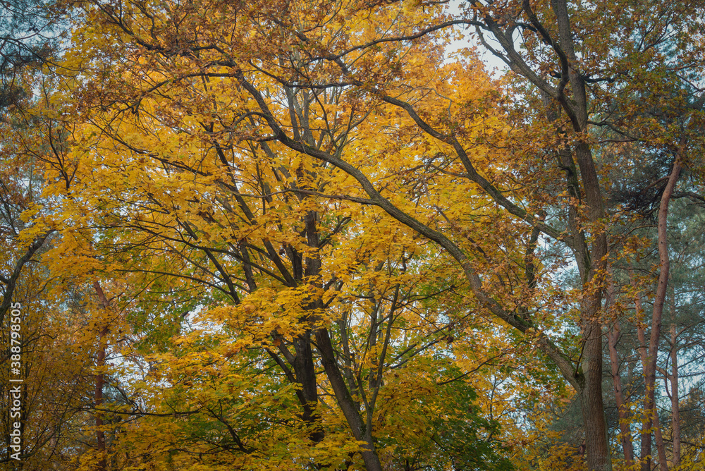 road in a beautiful colorful autumn forest