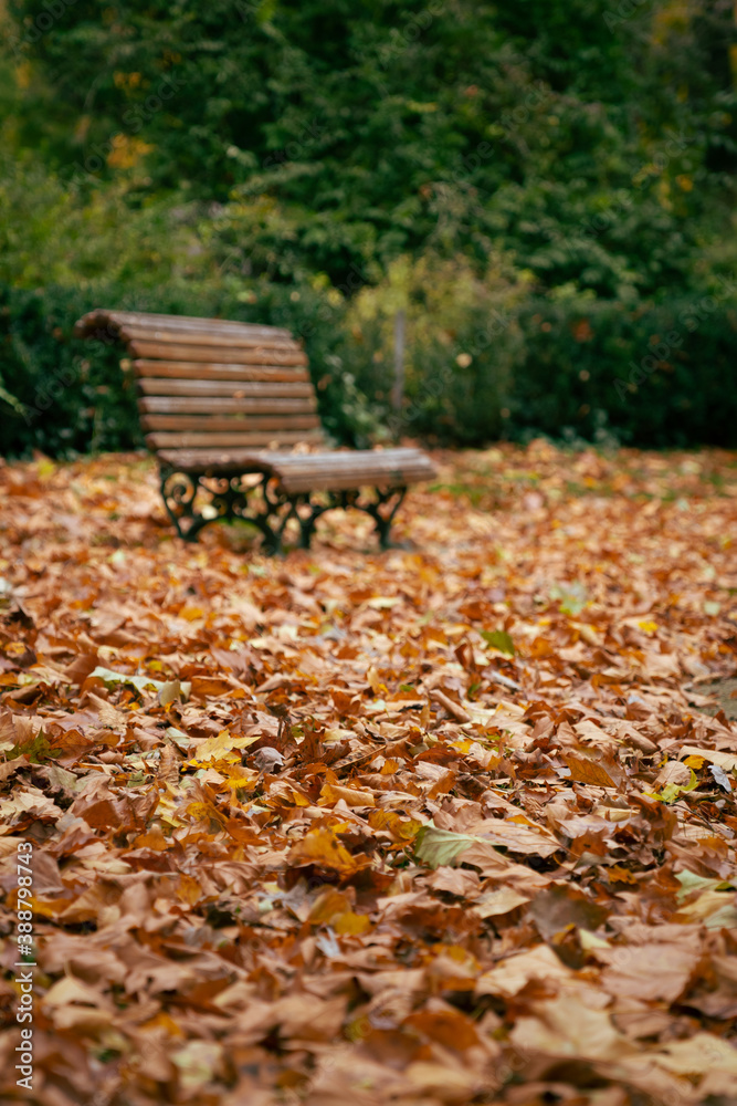 Brown Autumn Foliage and a Bench with Green Background