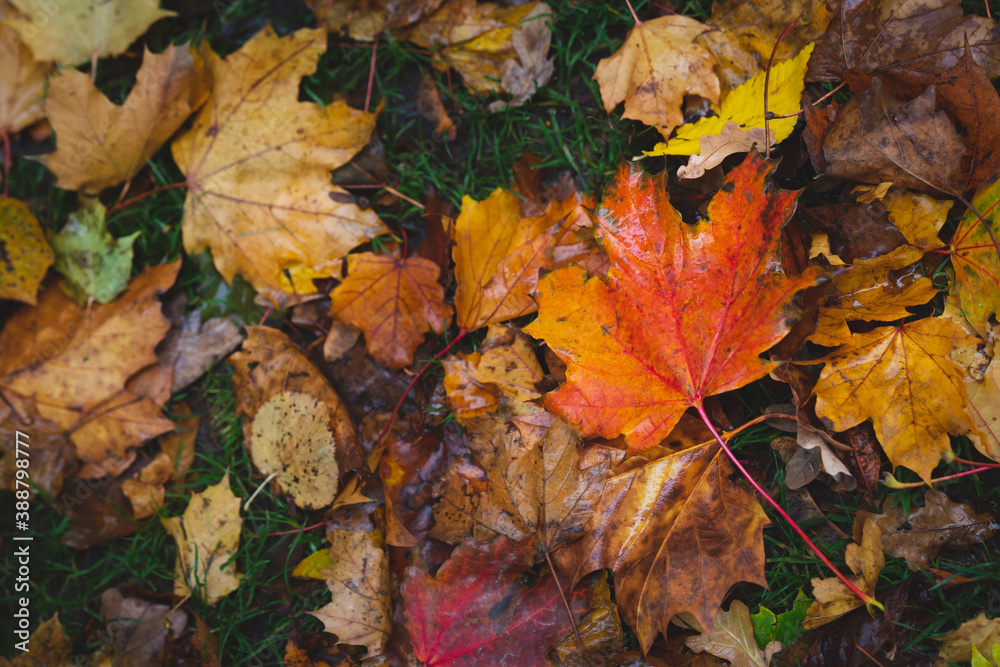 Obraz premium Fallen Yellow, Orange and Brown Maple Leaves in Autumn