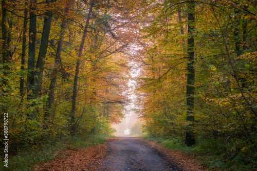 road in a beautiful colorful autumn forest