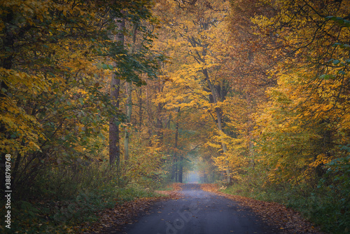 road in a beautiful colorful autumn forest