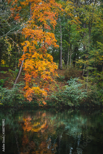 Autumn Orange Tree with Reflection on Lake Water at Park Woluwe in Brussels