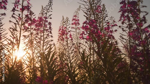 Beautiful Pink Flowers Ivan-Chai Blossoms in the Field on the Background of a Fabulous Sunset. Chamaenerion, Kiprei, Willow-herb, Epilobium flower, herbal tea. Summer Ivening Landscape with Pink Field photo