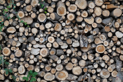 Seasoned Log Pile with ivy