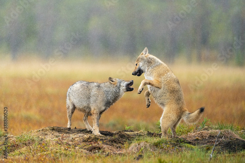 Young Grey wolfs are playing together on the Finnish swamp.