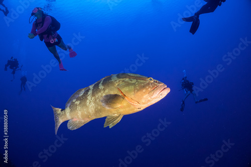 Scuba divers watching a nassau grouper at home on a tropical reef