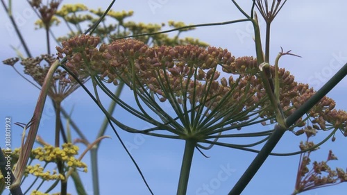 Fennel, Foeniculum vulgare, flowers and seed pods against blue sky. Dried fennel seed is an aromatic, anise-flavored spice.