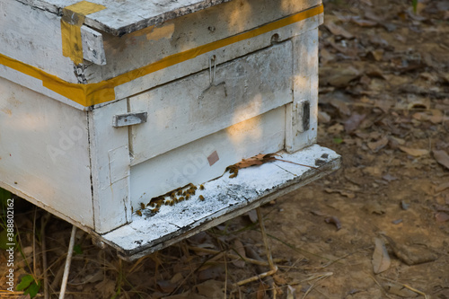 Wooden white boxes and beekeeping under the longan trees by the local villagers in the northern part of  Thailand.