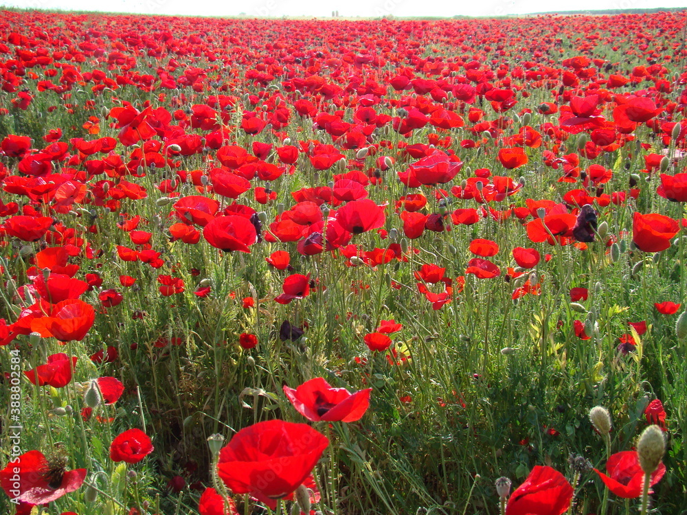 Fototapeta premium Syria travel. 2008. Red carpet of flowers in Northern countryside in Aleppo. Anemone, red flower, windflowers, spring. The vast red carpets of anemones have become a major tourist attraction of Syria 