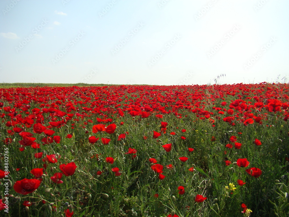 Syria travel. 2008.
Red carpet of flowers in Northern countryside in Aleppo.
Anemone, red flower, windflowers, spring.
The vast red carpets of anemones have become a major tourist attraction of Syria 