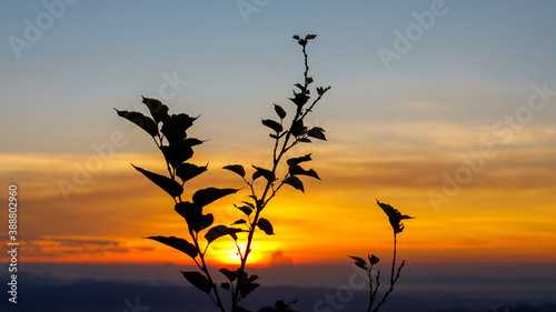 landscape with sunset background and small tree silhouette. © SHUTTER DIN