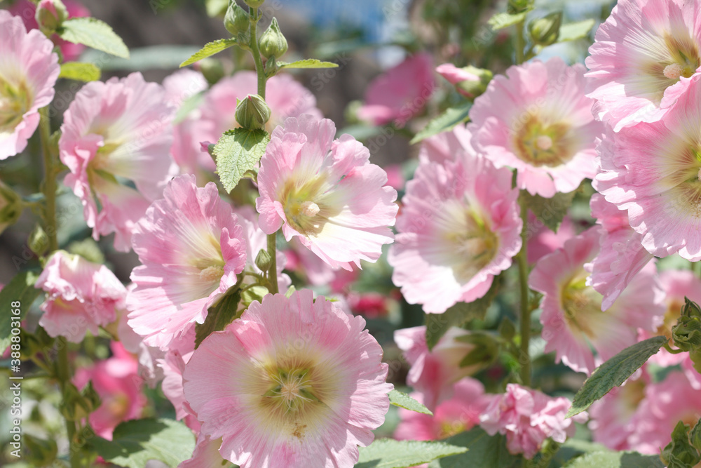 Fototapeta premium タチアオイ