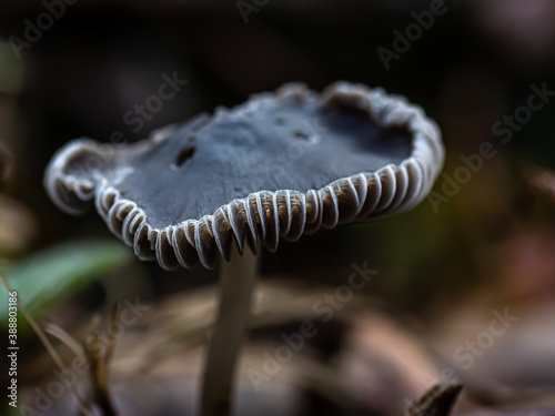 a mushroom in the forest on a dark background © sebi_2569