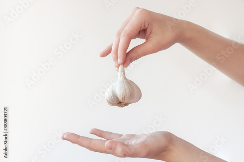 One hand holds the garlic head over the other hand. The concept of the use of garlic and healthy eating