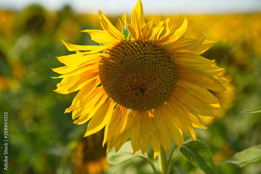 Sunflowers flower before harvesting, Togliatti, Russia. Sunflowers flower before harvesting, Togliatti, Russia.
