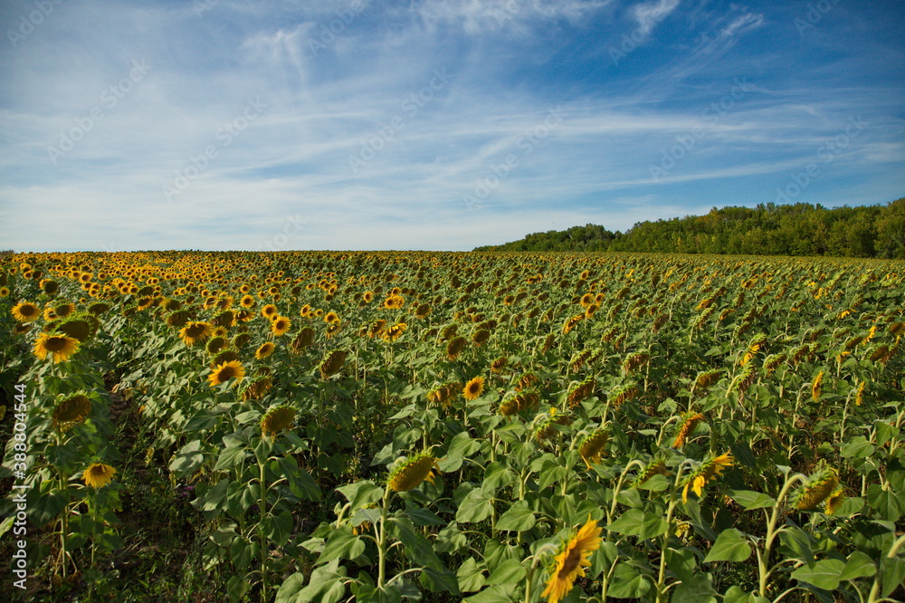 Sunflower field before harvesting, Togliatti, Russia.