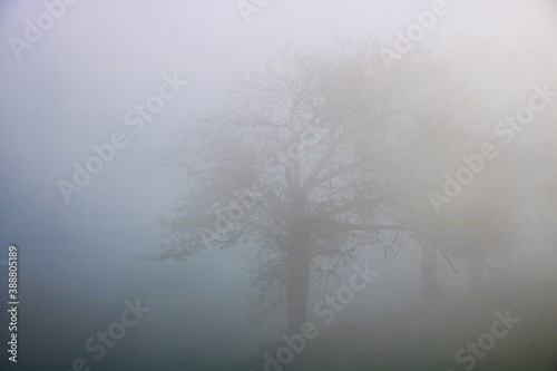 Fototapeta drzewo w chmurach