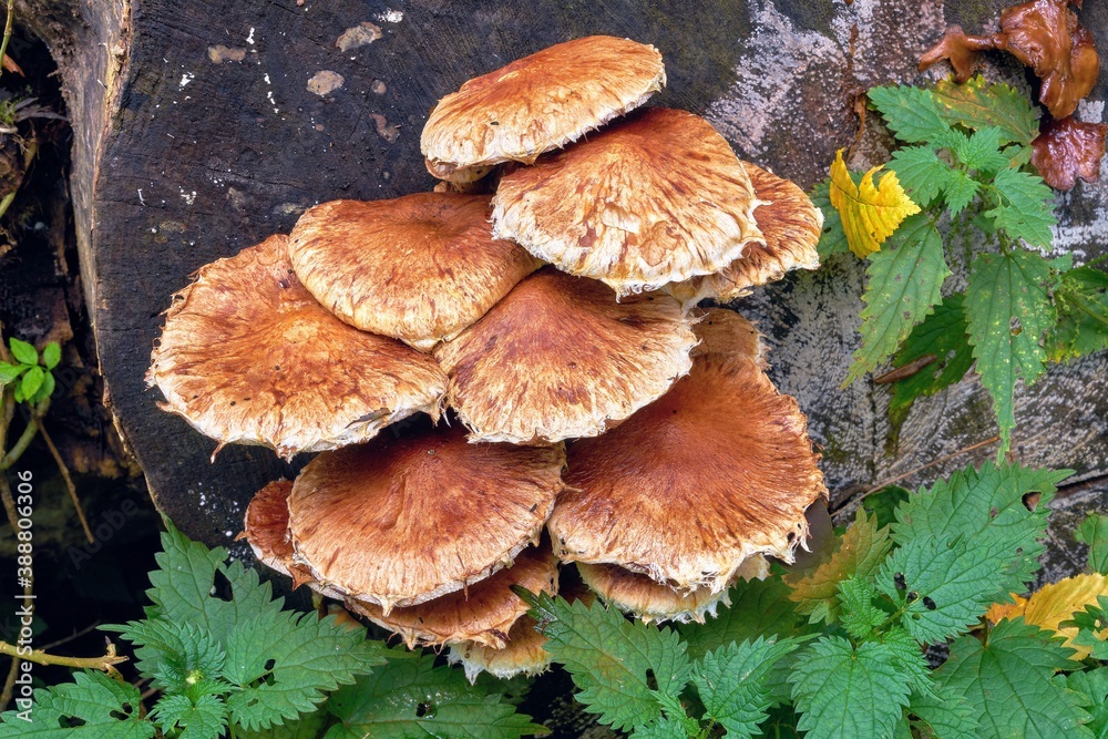 Brown mushrooms on decayed wood. Brown mushrooms on decayed wood.