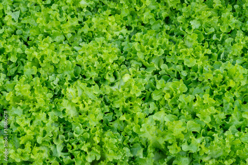 Fresh organic green oak lettuce vegetable plant farm