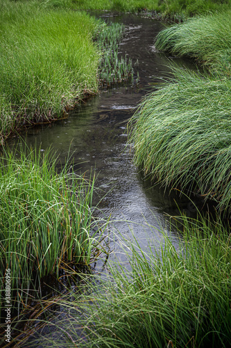 A small beautiful stream among the tall grass. Amazing landscape with running water and raindrops on it. Luxurious wild grass on the banks of the river. Lush vegetation. Calm, relaxation concept.