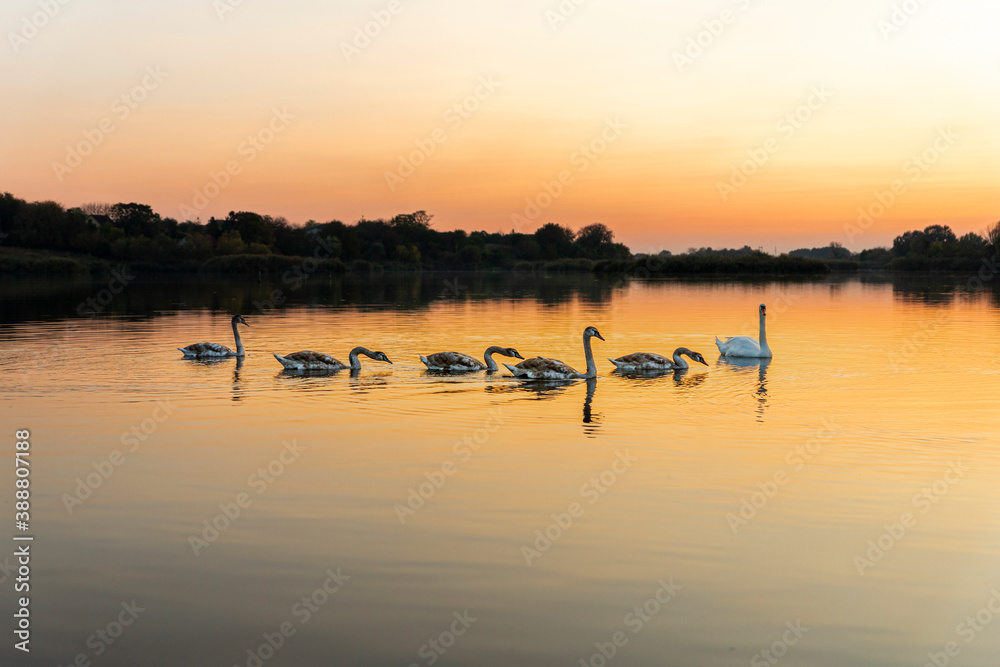 Swans on the lake in nature at beautiful sunset Swans on the lake in nature at beautiful sunset