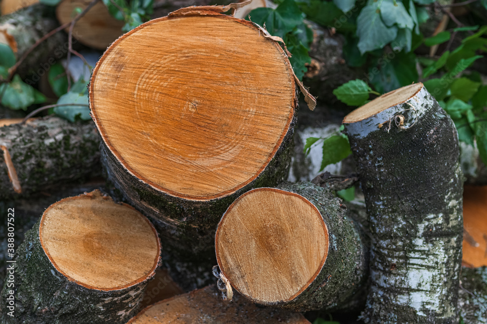 A bunch of birch chocks. Timber cutting. Firewood. A bunch of birch chocks. Timber cutting. Firewood.