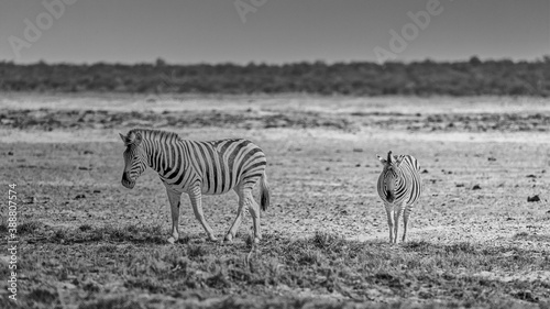 African animal at etosha national park in Namibia  Africa