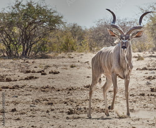 African animal at etosha national park in Namibia  Africa