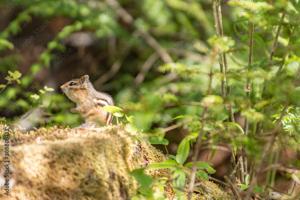 Glaring chipmunk on a mossy stump landscape Glaring chipmunk on a mossy stump landscape