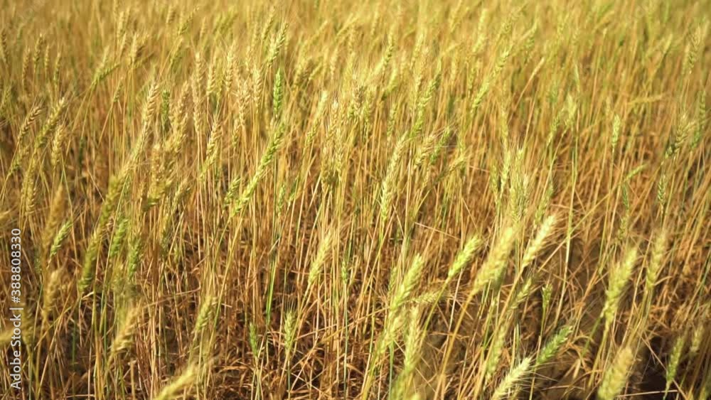 Wheat field, ears of wheat swaying from the gentle wind. Golden ears are slowly swaying in the wind close-up. View of ripening wheat field at summer day. Agriculture industry. Wheat field, ears of wheat swaying from the gentle wind. Golden ears are slowly swaying in the wind close-up. View of ripening wheat field at summer day. Agriculture industry.
