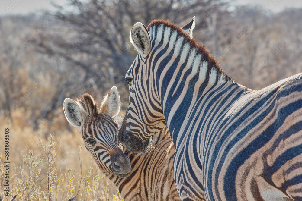 Fototapeta premium African animal at etosha national park in Namibia, Africa