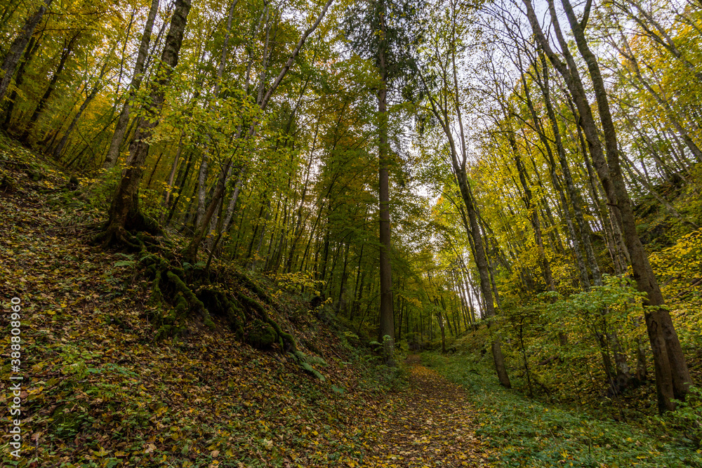 Fototapeta premium Fantastic autumn hike in the beautiful Danube valley near the Beuron monastery