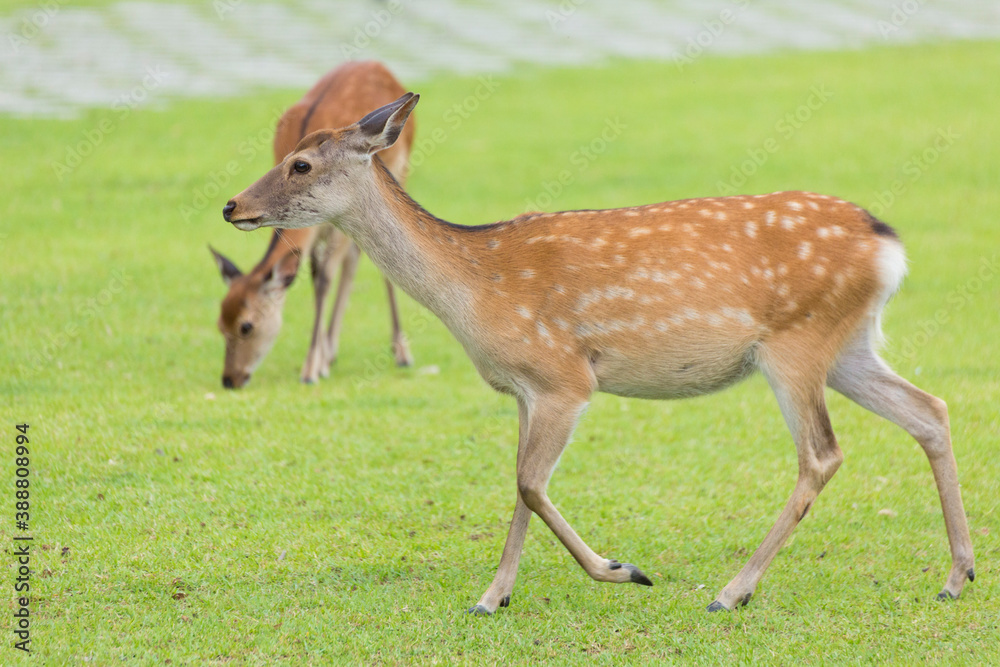 奈良公園の鹿 奈良公園の鹿