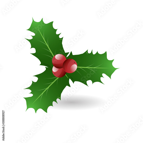 Holly leaves and berries in Christmas holiday ,Vector illustration EPS 10